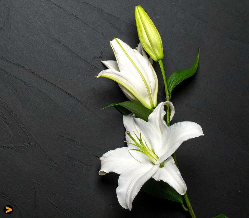 Illness and End of Life